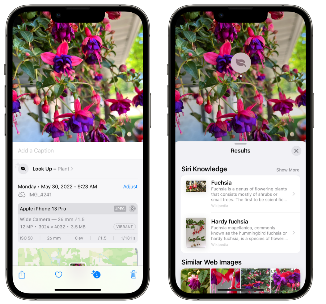 三更罗镇苹果手机维修分享小技巧：使用 iPhone 相机识别花卉植物 